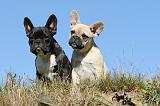 BOULEDOGUE FRANCAIS 513